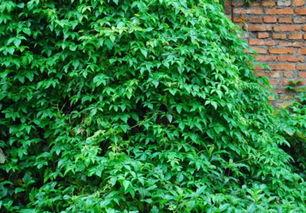 常春藤,探寻美国高等教育巅峰的传奇与魅力